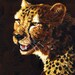 Cheetah Face study 2