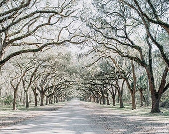May include: A long, dirt road lined with tall, bare trees with Spanish moss hanging from their branches. The road leads to a point in the distance where the trees meet.