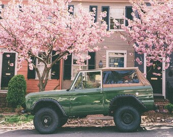 Bronco Blossom - Old Town Alexandria art, Cherry Blossom photo, Ford Bronco photo, Cherry Blossom wall art, Vintage Bronco print