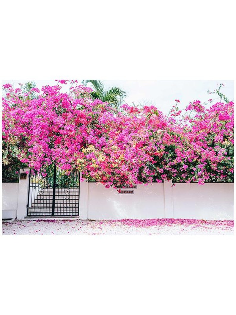 Bloom Baby Bloom Costa Rica art print, bougainvillea art, tropical flower print, beach house wall art, tropical home art, flower art print image 3