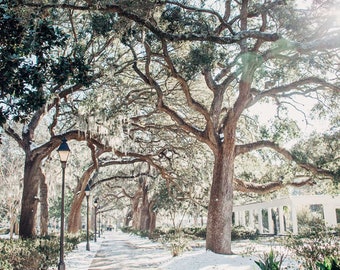 May include: A snowy path lined with tall trees with hanging Spanish moss, leading to a white building in the distance. The path is illuminated by streetlights.