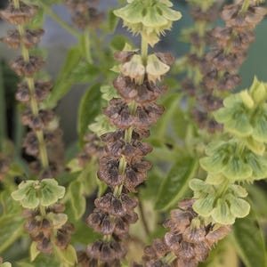 Sweet Basil Seeds – Grown Naturally – 25 Seeds per Order (Seed pods included)