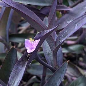 5 verse paarse hartplantenstekken (Tradescantia pallida) – gemakkelijk te wortelen, levendig paars gebladerte