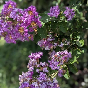 5 Crepe Myrtle Tree Plant Cuttings. -Lagerstroemia- Pink/Purple - Organic