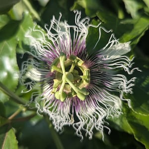 5 Purple Passion Fruit Vine Cuttings From Florida