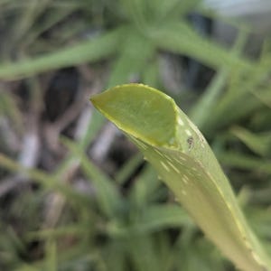 Fresh Aloe Vera 1 lbs From Florida