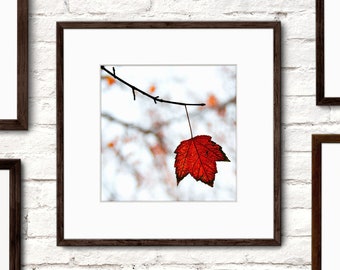 The Leaf - Nature Photography - Autumn Fall Leaves - Leaf Photograph - Fine Art Color Photography - Red Orange Black Photo