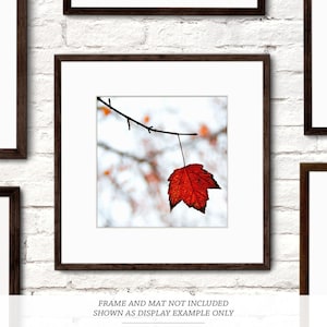 The Leaf - Nature Photography - Autumn Fall Leaves - Leaf Photograph - Fine Art Color Photography - Red Orange Black Photo