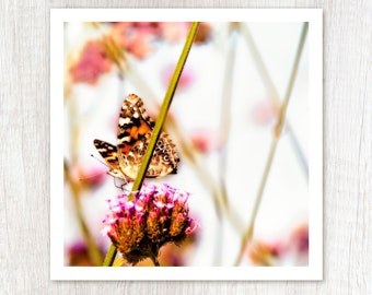 Spotted - Butterfly Photograph - Nature Photography - Animal Photography - Spring Flower Photo - Pink Orange Green