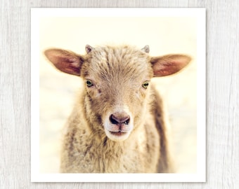 Little Lamb - Baby Animal Photograph - Cute Farm Animal - Lamb Photo Print - Kids Nursery Art - Farmhouse Decor - Minimal Rustic Country Art