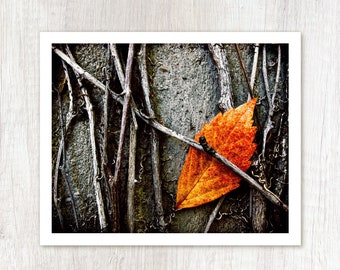 Caught - Autumn Leaf Photo Print - Minimalist Photograph - Urban Nature Photography - Fall Leaves Art Print - Orange Grey Gray Black