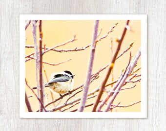 Fluff - Bird Photo Print - Chickadee Photograph - Spring Nature Photography - Cute Bird Wall Art - Pastel Colors Nursery Decor