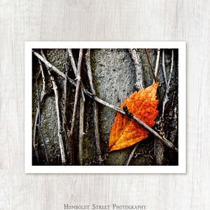 Caught - Autumn Leaf Photo Print - Minimalist Photograph - Urban Nature Photography - Fall Leaves Art Print - Orange Grey Gray Black