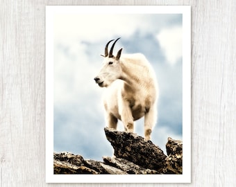 Top Goat - Wildlife Photography - Mountain Goat Photo Print - Colorado Art Print - Nature Photograph - Animal Photography