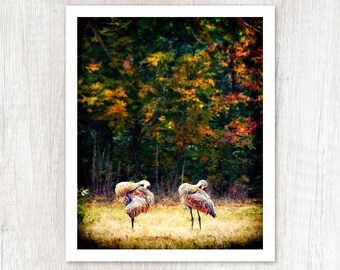 Acicalamiento sincronizado - Impresión fotográfica de grulla canadiense - Fotografía de animales adorables - Arte con follaje otoñal colorido - Fotografía divertida de vida silvestre