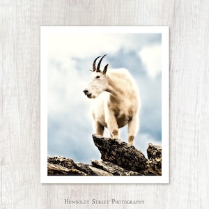 Top Goat - Wildlife Photography - Mountain Goat Photo Print - Colorado Art Print - Nature Photograph - Animal Photography