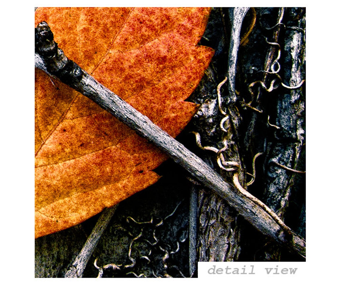 fallen leaf webcam fallen leaf webcam