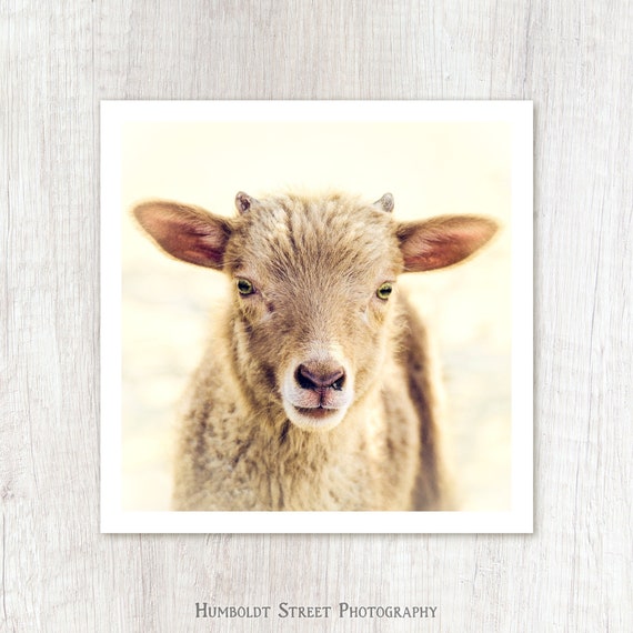 Little Lamb - Baby Animal Photograph - Cute Farm Animal - Lamb Photo Print - Kids Nursery Art - Farmhouse Decor - Minimal Rustic Country Art