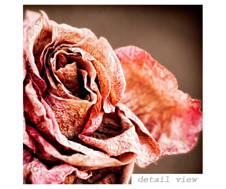 Faded Rose Photograph Nature Photography Macro Flower Etsy