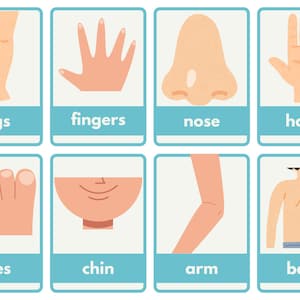 Body Parts Flashcards for Kids Printable Human Body Learning Cards | Preschool & Toddler Educational Activity | Montessori Anatomy Printable