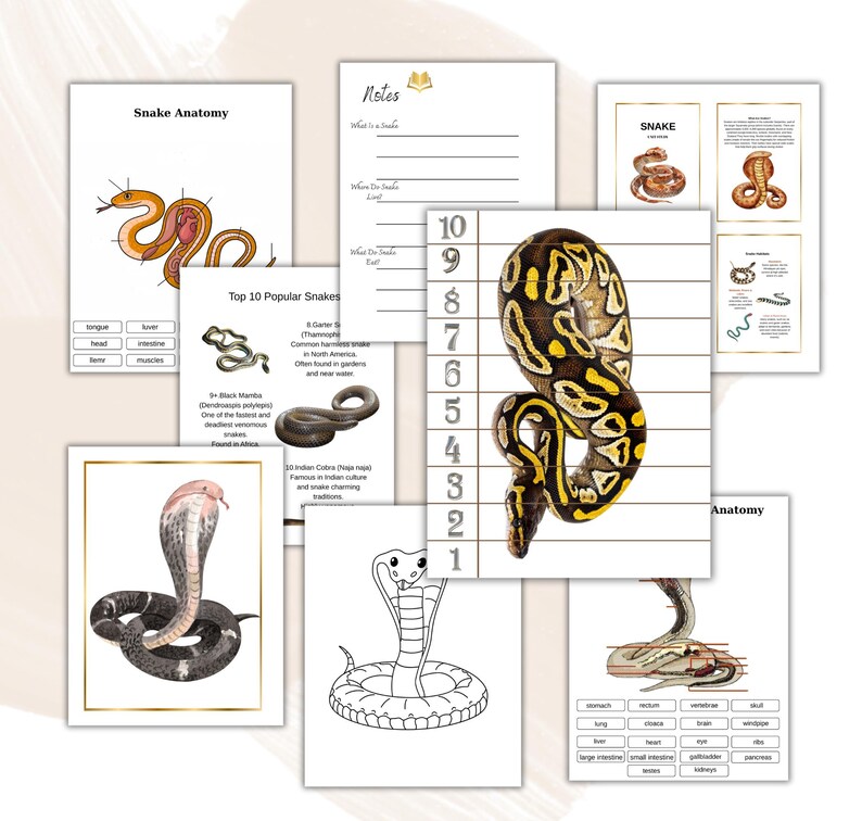SNAKE Unit Study, Nature Study, Science, Homeschool, Montessori, Life ...