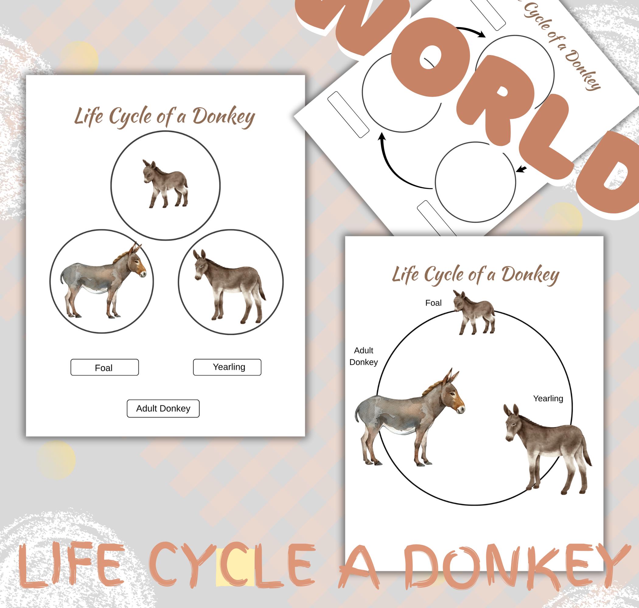 DONKEY Anatomy, Life Cycle , Printable, Homeschool Unit - Etsy