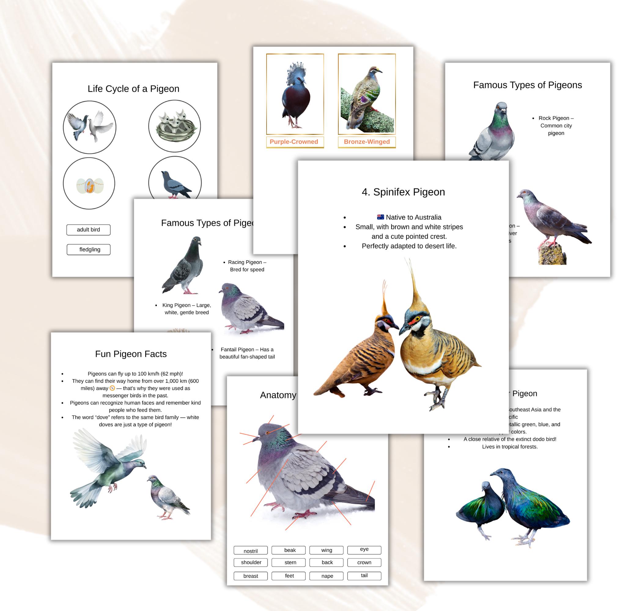 Pigeon Unit Study , Life Cycle, Anatomy, Science, Homeschool Printable ...