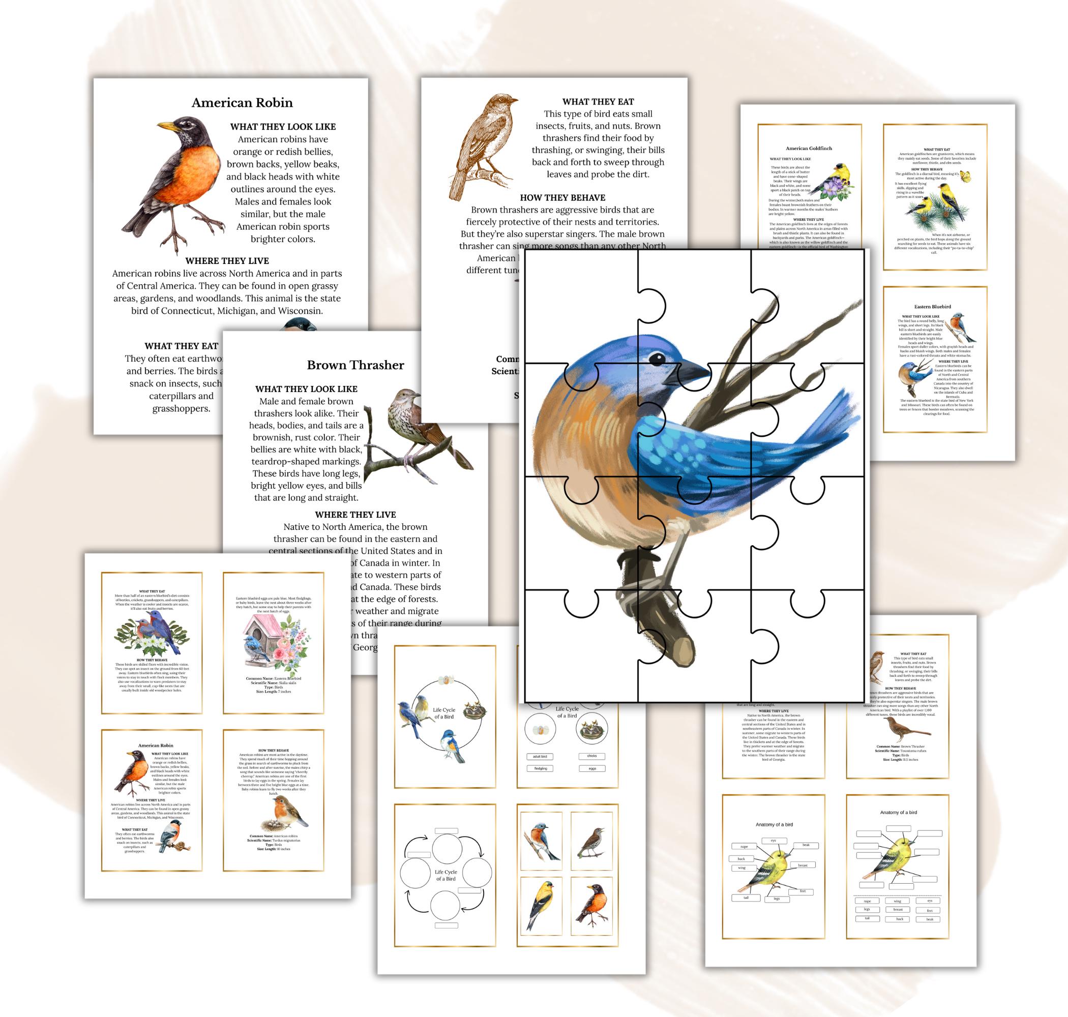 Bird Unit Study: Anatomy, Life Cycle, Homeschool Printable (instant ...
