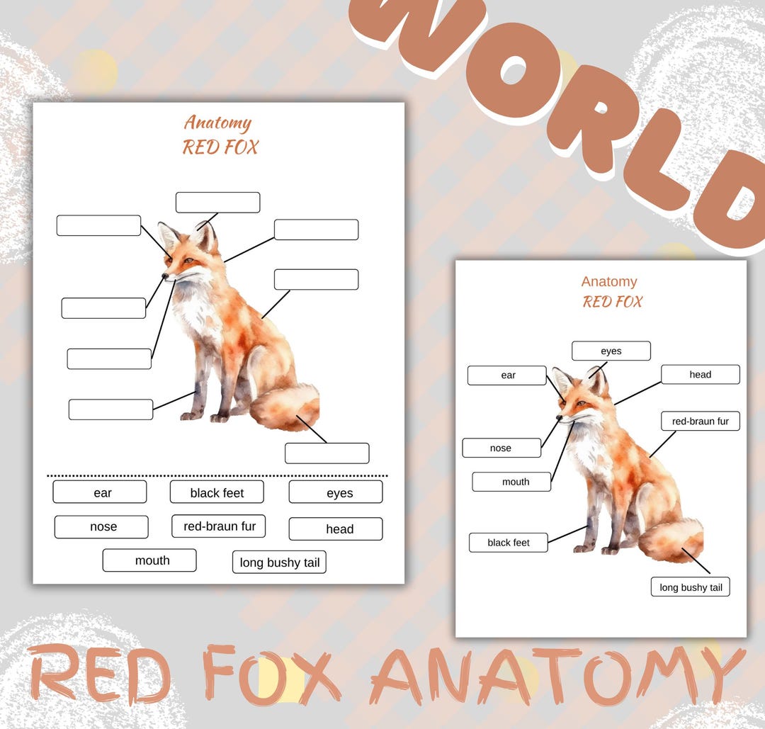 Fox Printable Factsheet RED FOX Anatomy, Life Cycle , Printable, Homeschool Unit - Etsy UK