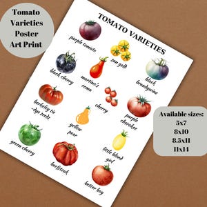 Tomato Varieties Poster/Art Print, Digital Download, Trendy Tomato Poster, Modern Kitchen Print, Vegetable Art Print, Kitchen Decor.