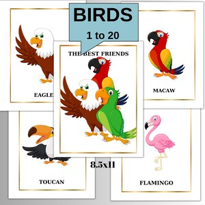 BIRDS Real Pictures • 19 Editable Montessori Cards • Flash Cards Nomenclature FlashCards PDF Printable Cards preschool Toys Flashcard