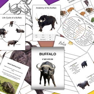 May include: A collection of educational materials about buffalo, including diagrams of anatomy, life cycles, and comparisons to bison. The materials feature illustrations and text, with the title "Buffalo Unit Study".