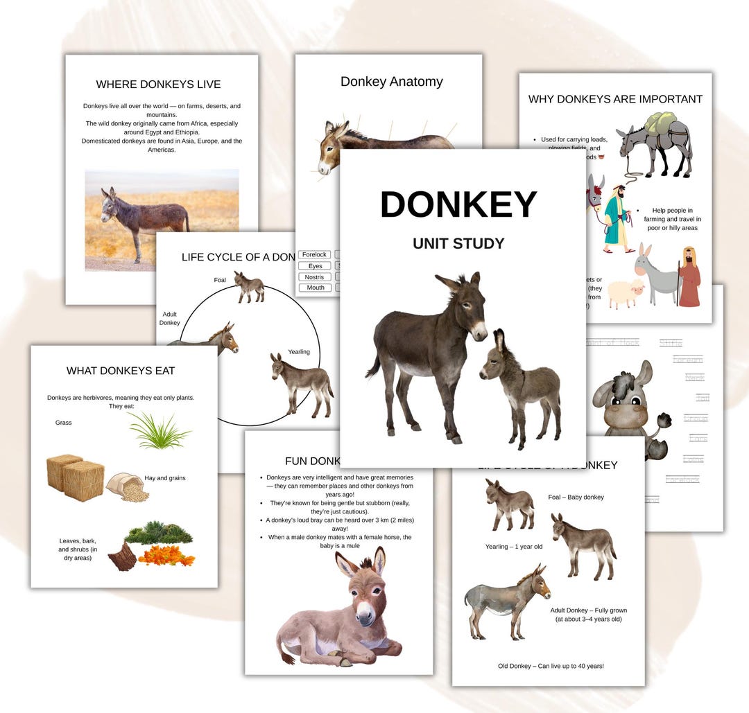 Donkey Unit Study: Anatomy, Life Cycle & Breeds (homeschool Printable ...