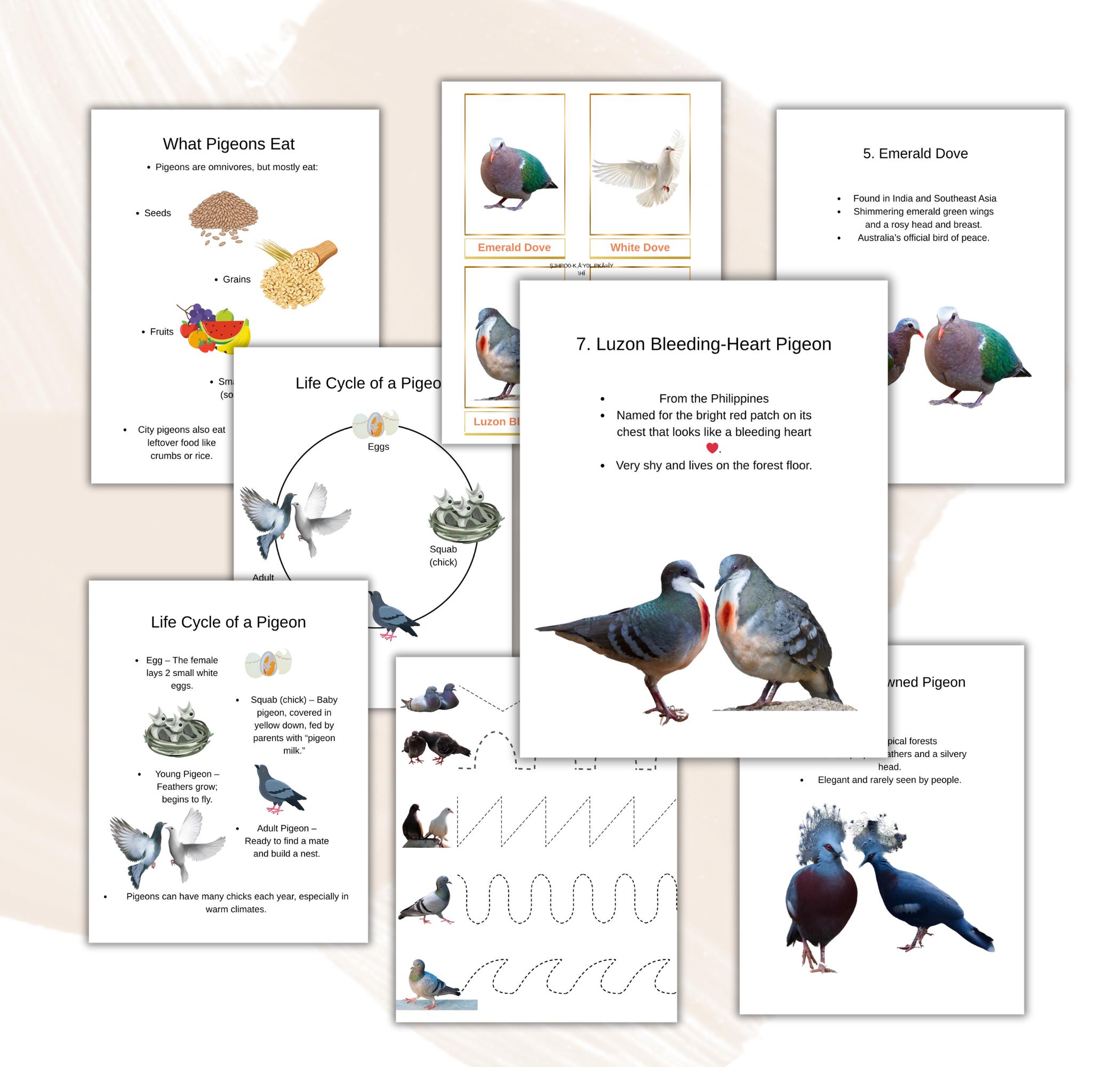 Pigeon Unit Study , Life Cycle, Anatomy, Science, Homeschool Printable ...