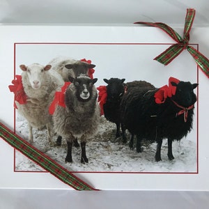 Paquet de 4 cartes de vœux des Fêtes blanc cassé avec photo de 5 moutons, enveloppées dans du cellophane et du ruban. a une enveloppe rouge.