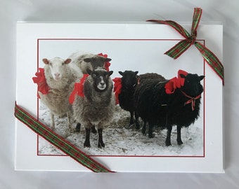 Paket mit 4 cremeweißen Weihnachtskarten mit dem Foto von 5 Schafen, verpackt in Zellophan und Band. hat roten Umschlag.