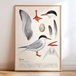 May include: A scientific poster titled Tern Sterna Hirundo featuring a detailed illustration of a common tern. The print displays the bird in profile, an extended wing, a speckled egg, a red foot, feathers, a beak, and a head view with labels.