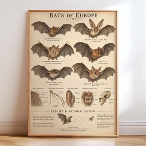 以下が含まれることがあります： Bats of Europeと題されたベージュ色の教育用ポスター。アブラコウモリやヤマコウモリなど6種類のコウモリの精巧なイラストに加え、翼の膜、耳、頭蓋骨の解剖図と説明文が記載されています。