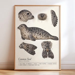 Puede incluir: Una lámina de ilustración científica enmarcada de una foca común, Phoca vitulina, que muestra el perfil del cuerpo completo, cabeza, hocico, aleta delantera, aleta trasera y parte posterior del cuerpo con cola, con etiquetas numeradas.