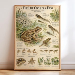 Levenscyclusposter van de kikker, vintage natuurhistorische kaart van de gewone kikker, educatieve muurdecoratie over amfibieën