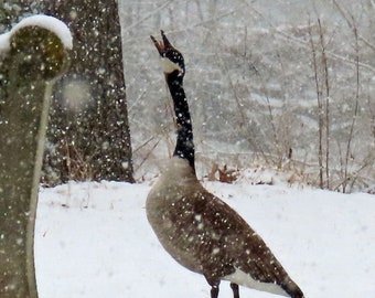 snow/goose