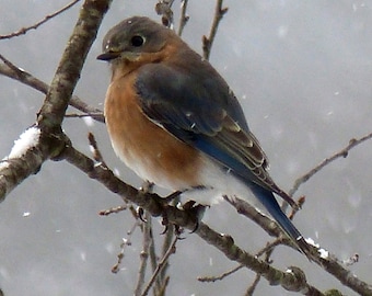 bluebird in the snow