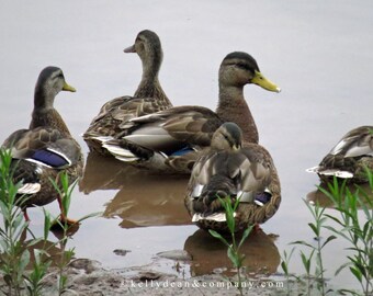 Mallards on the Shore