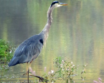 Great Blue Heron having a Monet Moment