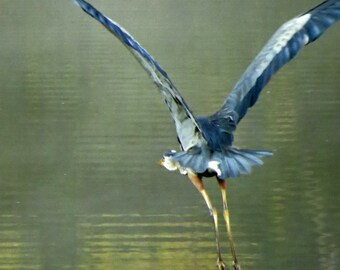 Great Blue Heron in flight / Monet Morning