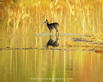 Doe at Dawn on the Delaware