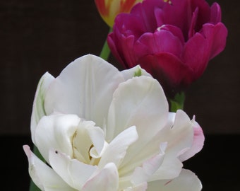 Three Tulips