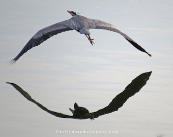 Great Blue Heron in Flight