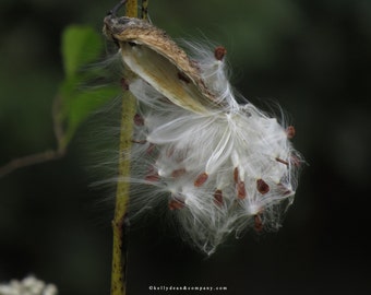 Blowin in the Wind 2