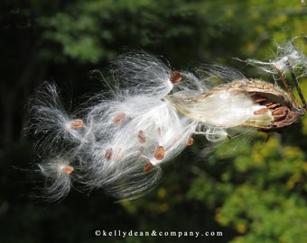 Blowin in the Wind